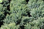 Juniperus squamata Blue Star - Юниперус