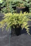 Juniperus media Old Gold co 1l - Юниперус  Хвойна жълто злато