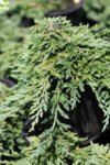 Juniperus hor. Pancake co 1l - Юниперус Хвойна Пънкейк