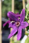 Clematis Kacper co 2l - Клематис Каспер