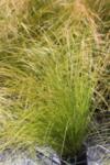 Carex testacea Prairie Fire™ co 1l - Карекс