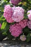 Hydrangea macr. Bouquet Rose co 2l - Хортензия Розовия Букет
