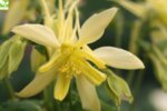 Aquilegia caerulea Yellow - Кандилка