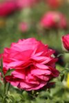 Ranunculus Pink pot 10.5 - Ранункулус Лютиче Розово