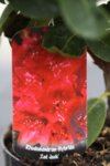 Rhododendron Red Jack co 1.5l - Рододендрон Червения Джак