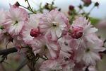 Prunus serr. Pink Perfection co 45l, 8/10 stam 220 - Японска вишна Пинк Перфекшън