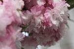 Prunus serr. Pink Perfection stam - Японска вишна щамбова