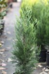 Cupressocyparis leylandii - Кипарис Лейланди