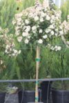 Viburnum tinus Eve Price co 12l, 1/2 fusto - Вибурнум Калина на дръвче