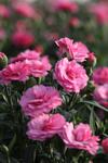 Dianthus Rose co 1l - Карамфил Розов