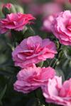 Dianthus Code Rose co 1l - Карамфил Розов