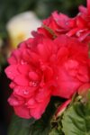 Begonia tub. Rose Deep GO Early - Бегония Кавалер и Дама