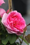 Rosa climbing Rose co 5l - Роза Катерлива  розова