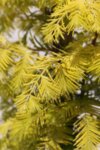 Metasequoia glyptostroboides Goldrush co 5l - Златна китайска метасеквоя 120 cm