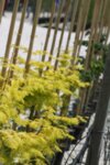Metasequoia glyptostroboides Goldrush - Златна китайска метасеквоя