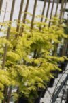 Metasequoia glyptostroboides Goldrush - Златна китайска метасеквоя