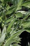 Cornus alba Elegantissima co 1.5l - Вариегатен дрян