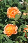 Rosa shrub Orange co 3l  - Роза храстовидна Оранжева