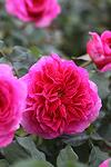Rosa shrub Pink (James) co 3l - Роза храстовидна розова
