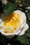 Rosa climbing Yellow  co 5l - Роза Катерлива  жълта