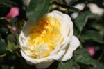 Rosa climbing Light Yellow - Катерлива роза