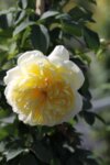 Rosa climbing Light Yellow - Катерлива роза