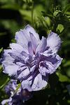 Hibiscus syriacus Blue Chiffon co 1.5l -   Хибискус Дървовидна ружа Син Шифон