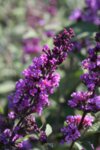 Buddleja dav. Border Beauty - Летен люляк