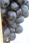 Vitis vinifera Syrah co 4l - Винен сорт грозде - Черно