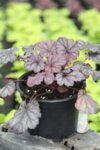 Heuchera Shanghai co 1l - Хойхера Шанхай