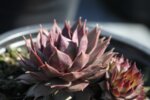 Sempervivum BigSam Country Red co 1l - Сукуленти