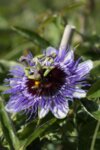 Passiflora Purple Haze co 2l - Пасифлора Пурпле