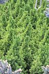 Picea glauca Conica co 2l - Борчето на милионера