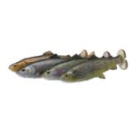 Силиконова примамка Savage Gear 4D LINE THRU PULSE TAIL TROUT - 16см