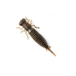 Силикон Larva 1.6 - 006 Green Pumpkin Brown