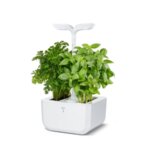 Домашна градина EXKY® CLASSIC GARDEN - цвят бял