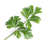 Пълнител (лингот) Celery за настолна градина Véritable® - листа целина