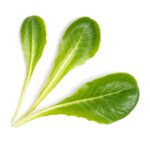 Пълнител (лингот) Romaine Lettuce за настолна градина Véritable® - маруля ромен