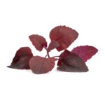 Пълнител (лингот) Red Orach за настолна градина Véritable® - червен френски спанак