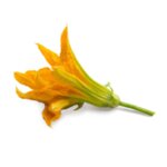 VERITABLE Lingot® Zucchini Flowers Organic - Цвят от Тиква