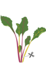 VERITABLE Lingot® Swiss Chard Organic - Манголд