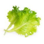 VERITABLE Lingot® Butterhead Lettuce Organic - Маруля