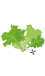 VERITABLE Lingot® Butterhead Lettuce Organic - Маруля