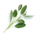 Пълнител (лингот) Sage Organic за настолна градина Véritable® - градински чай