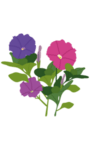 VERITABLE Lingot® Petunia - Ядлива  Петуния