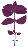 VERITABLE Lingot® Purple Basil Organic - Лилав Босилек