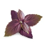 Пълнител (лингот) Purple Basil Organic за настолна градина Véritable® - лилав босилек