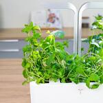 VERITABLE Lingot® Maroccan Mint - Мароканска Мента
