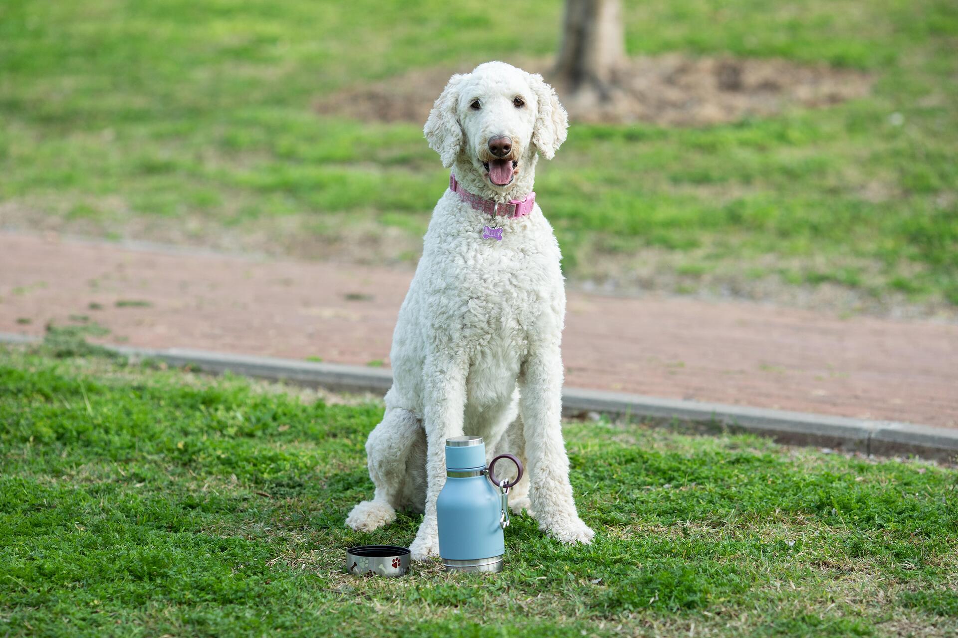 ASOBU Термобутилка с купичка за куче “DOG BOWL“ - 1000 мл - цвят син
