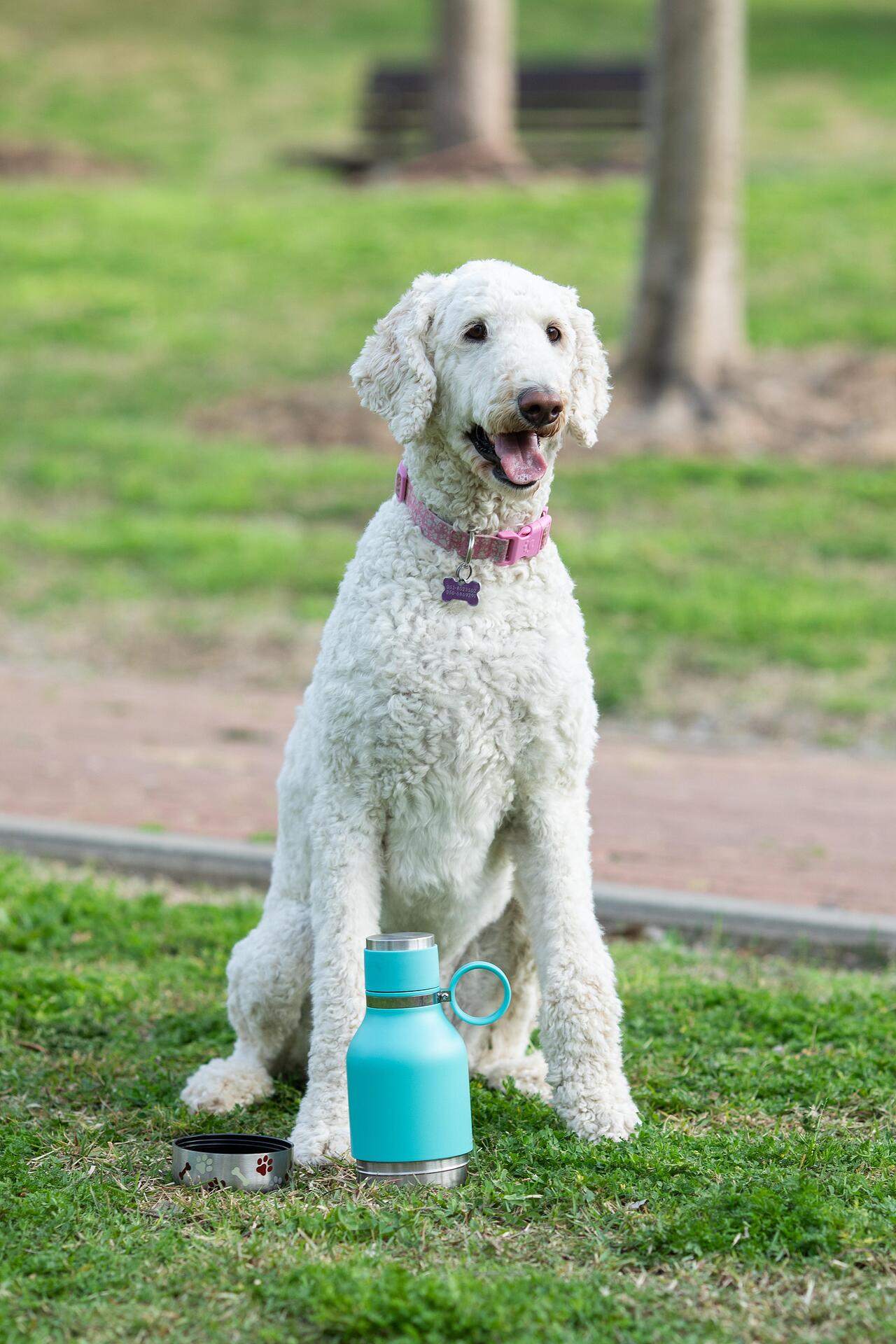 ASOBU Термобутилка с купичка за куче “DOG BOWL“ - 1000 мл - цвят син
